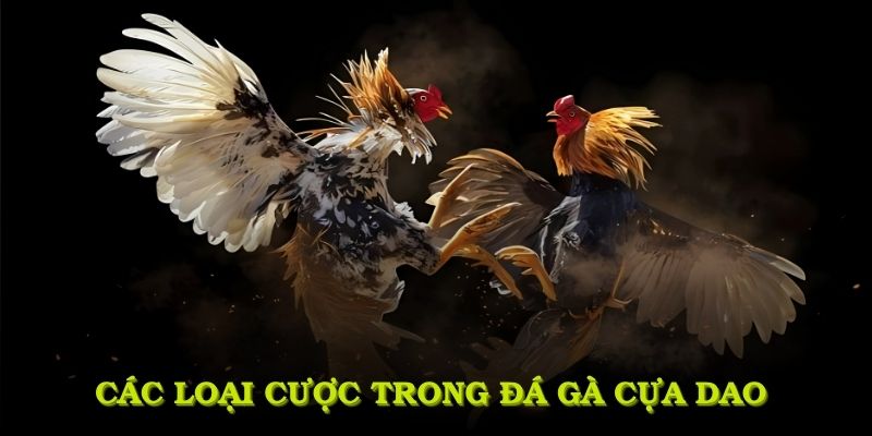 Hiểu rõ các loại cược trong đá gà cựa dao là cần thiết