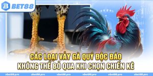 Các Loại Vảy Gà Quý Độc Đáo Không Thể Bỏ Qua Khi Chọn Chiến Kê