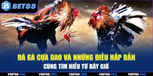Đá Gà Cựa Dao Và Những Điều Hấp Dẫn Cùng Tìm Hiểu Từ Bây Giờ