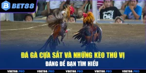Đá Gà Cựa Sắt Và Những Kèo Thú Vị Đáng Để Bạn Tìm Hiểu