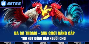 Đá Gà Thomo - Sân Chơi Đẳng Cấp Thu Hút Đông Đảo Người Chơi