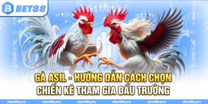 Gà Asil - Hướng Dẫn Cách Chọn Chiến Kê Tham Gia Đấu Trường
