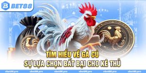 Tìm Hiểu Về Gà Cú - Sự Lựa Chọn Bất Bại Cho Kê Thủ